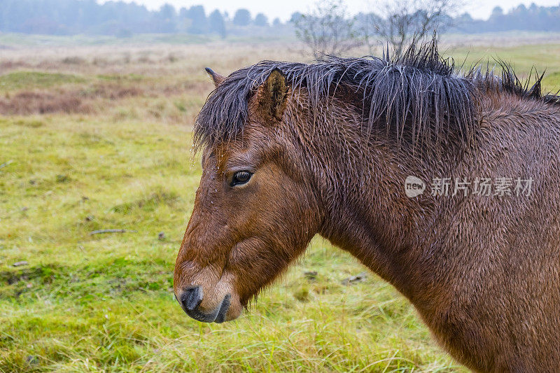 荷兰弗里斯兰的Schiermonnikoog Wadden岛，马在沙丘上吃草